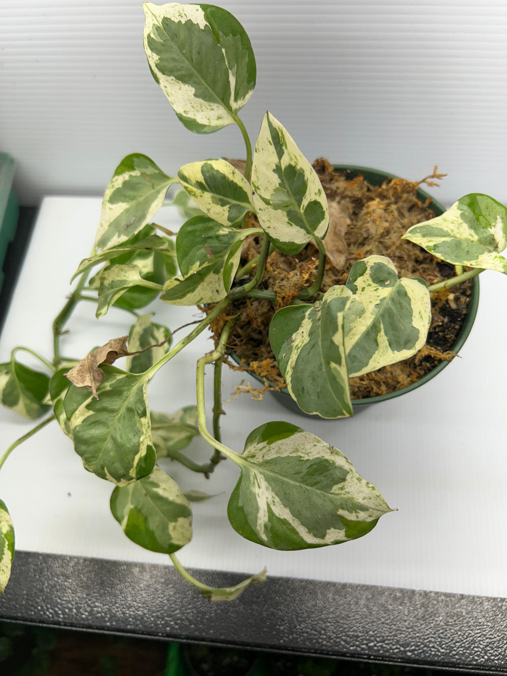 Heavily variegated cream-and-green marbled Pothos vine trailing over the edge of its pot