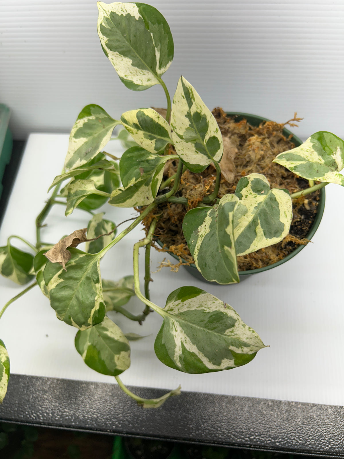 Heavily variegated cream-and-green marbled Pothos vine trailing over the edge of its pot