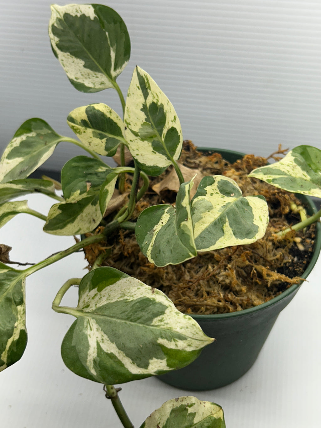 Close view of marbled cream and green Pothos leaves showing the variegation pattern
