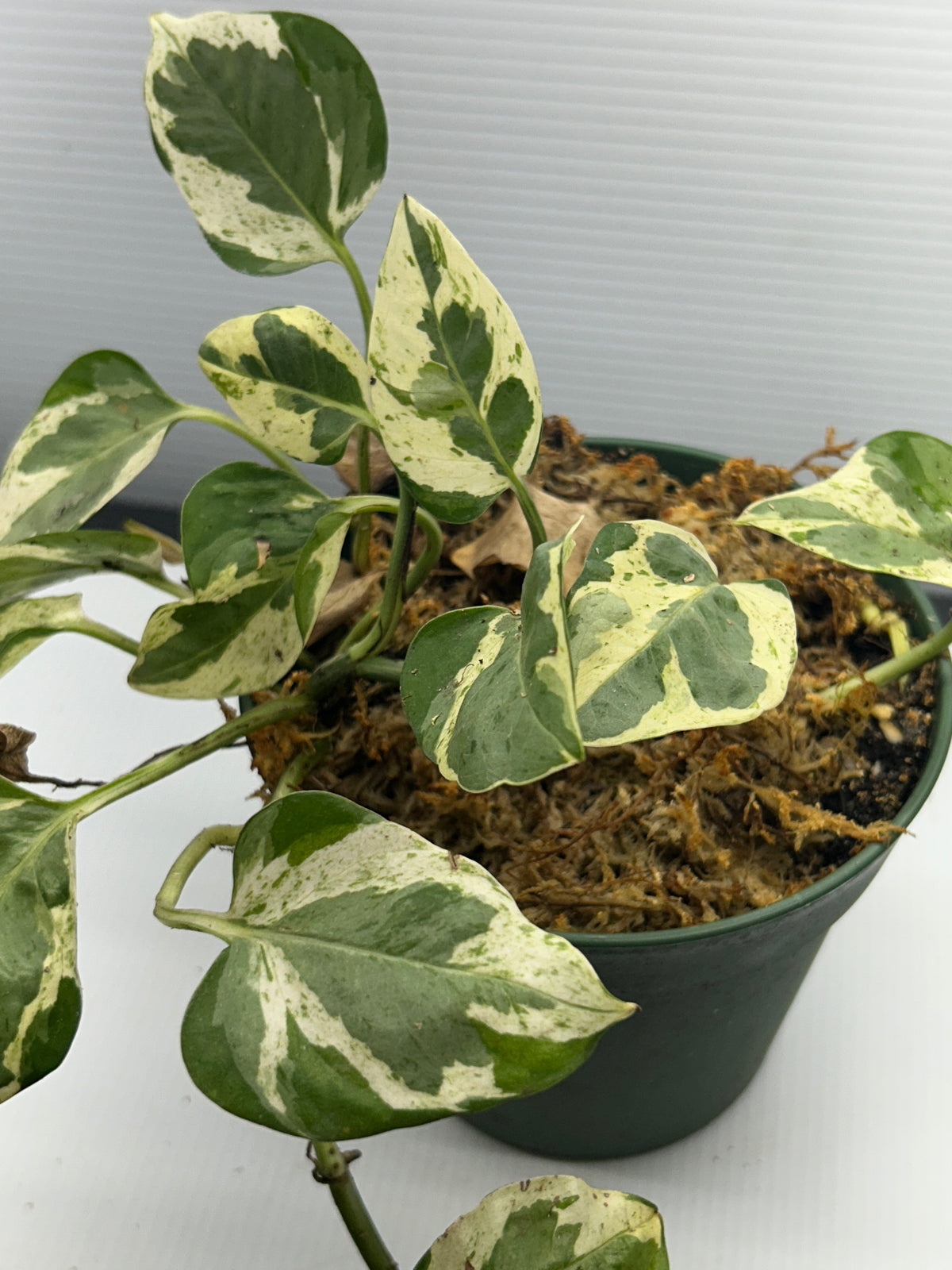 Close view of marbled cream and green Pothos leaves showing the variegation pattern