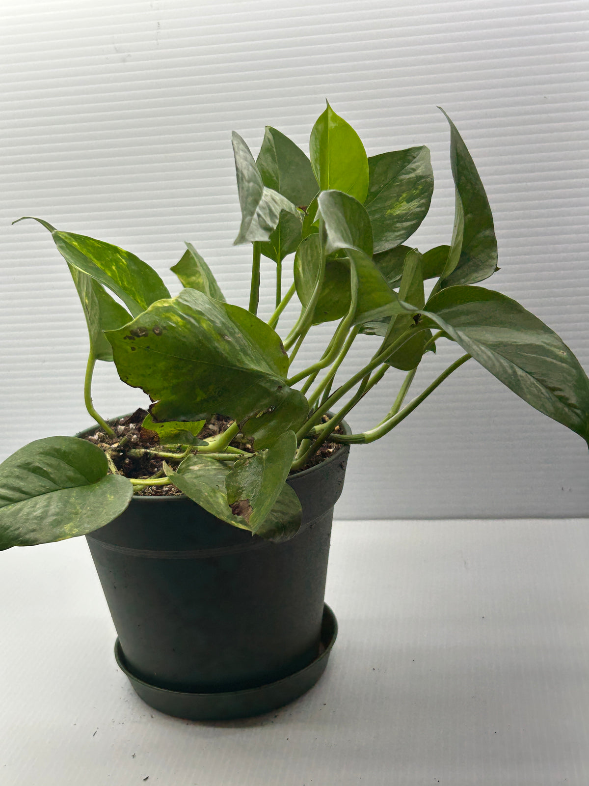 Full Pothos plant in a dark green pot with solid green trailing leaves
