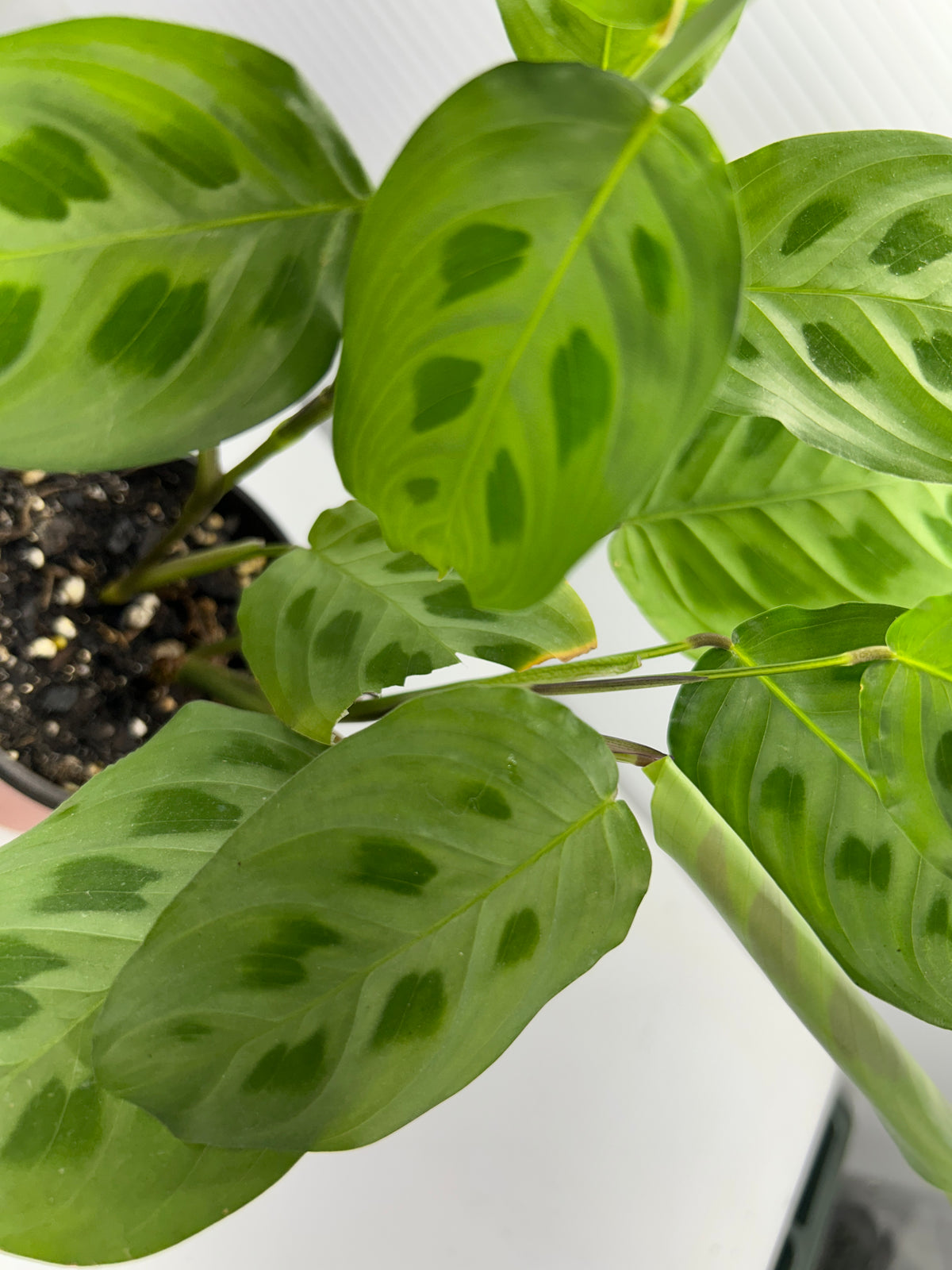 Prayer Plant Maranta leuconeura close-up of leaf with pale feathered vein pattern