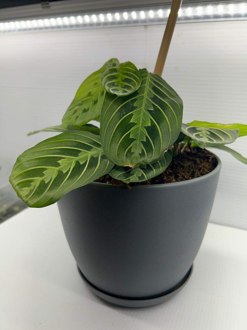 Prayer Plant Maranta leuconeura full plant in pot