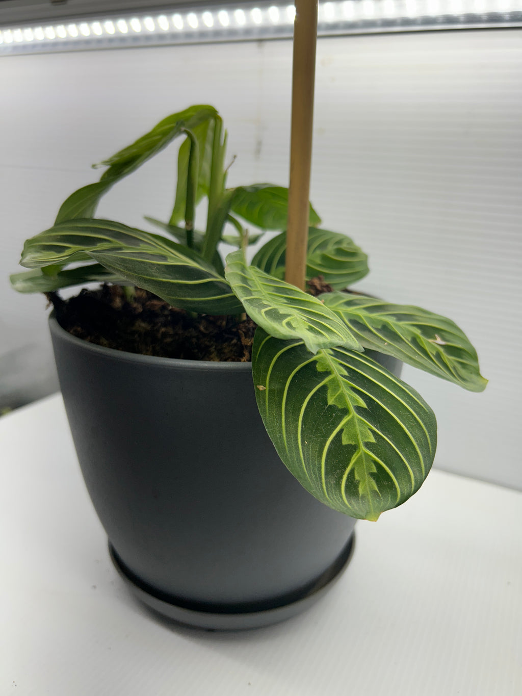 Prayer Plant Maranta leuconeura showing patterned green leaves