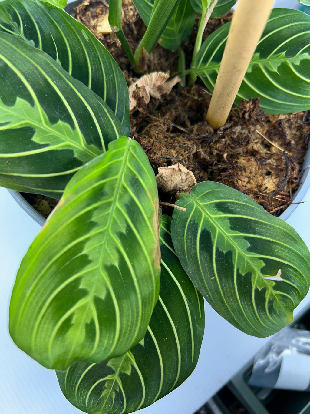 Prayer Plant Maranta leuconeura top-down view of leaves