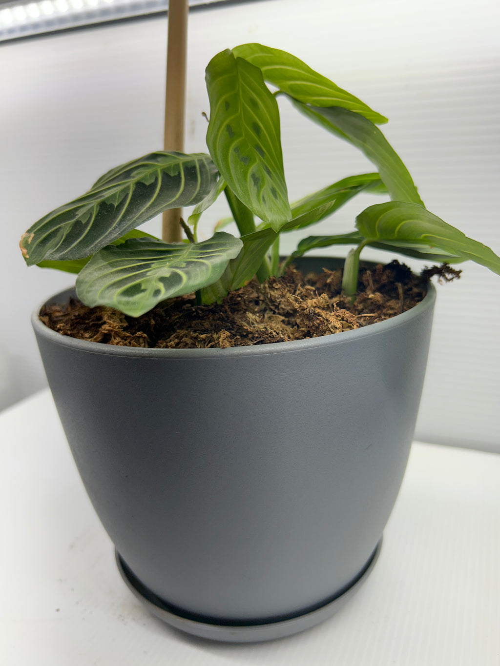 Prayer Plant Maranta leuconeura in gray pot, side view