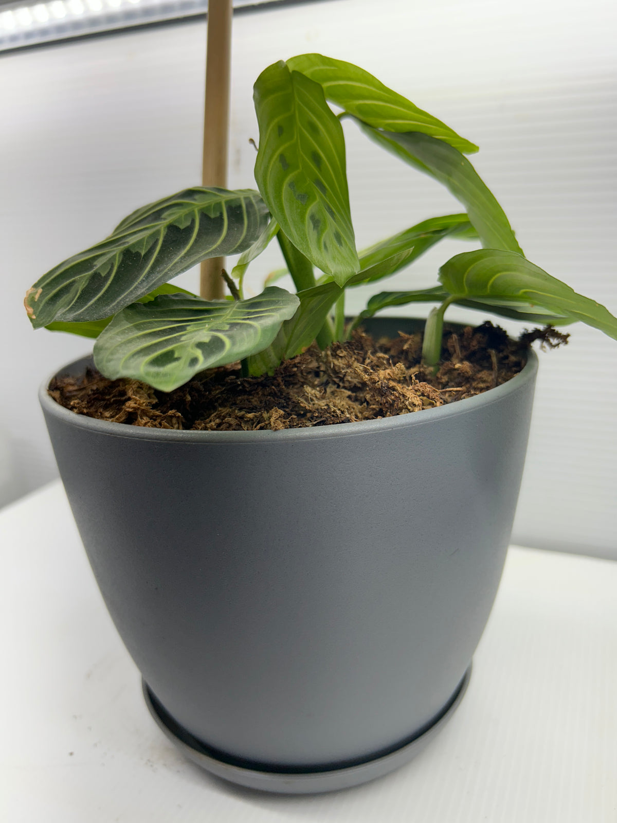 Prayer Plant Maranta leuconeura in gray pot, side view