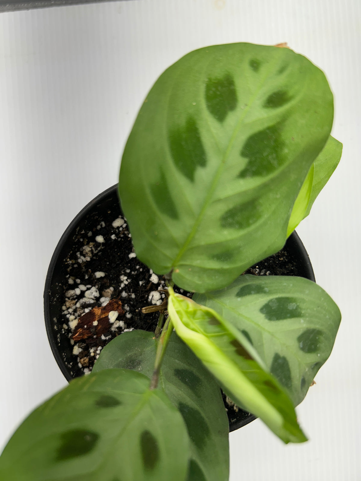 Prayer Plant Maranta leuconeura close-up of foliage cluster