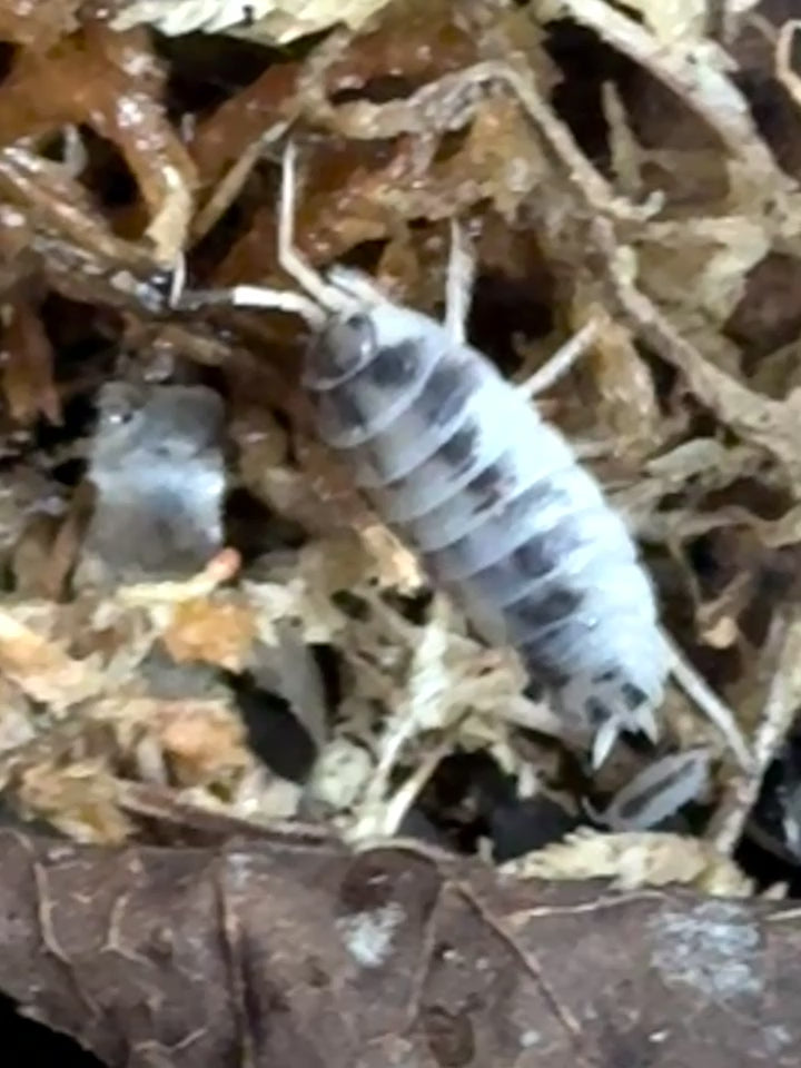  Dairy cow isopods sheltering beneath moss