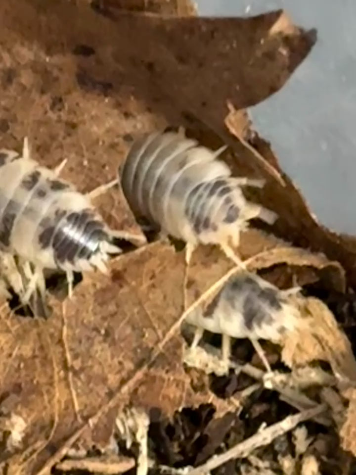 Healthy dairy cow isopods feeding on decaying leaf litter