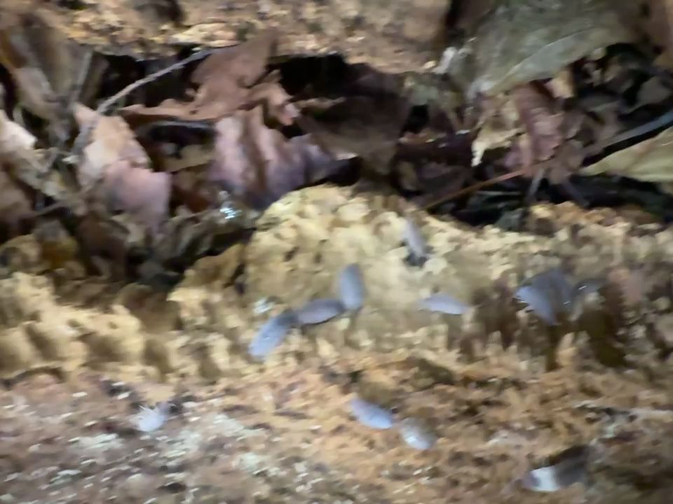 Video of scampering isopods
