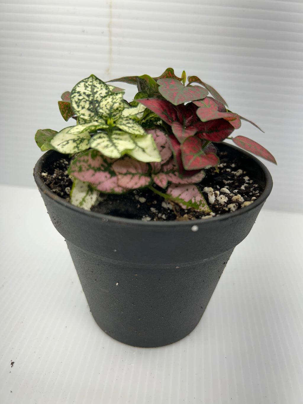 Young Purple Passion plant with fuzzy purple-haired leaves in a small black pot