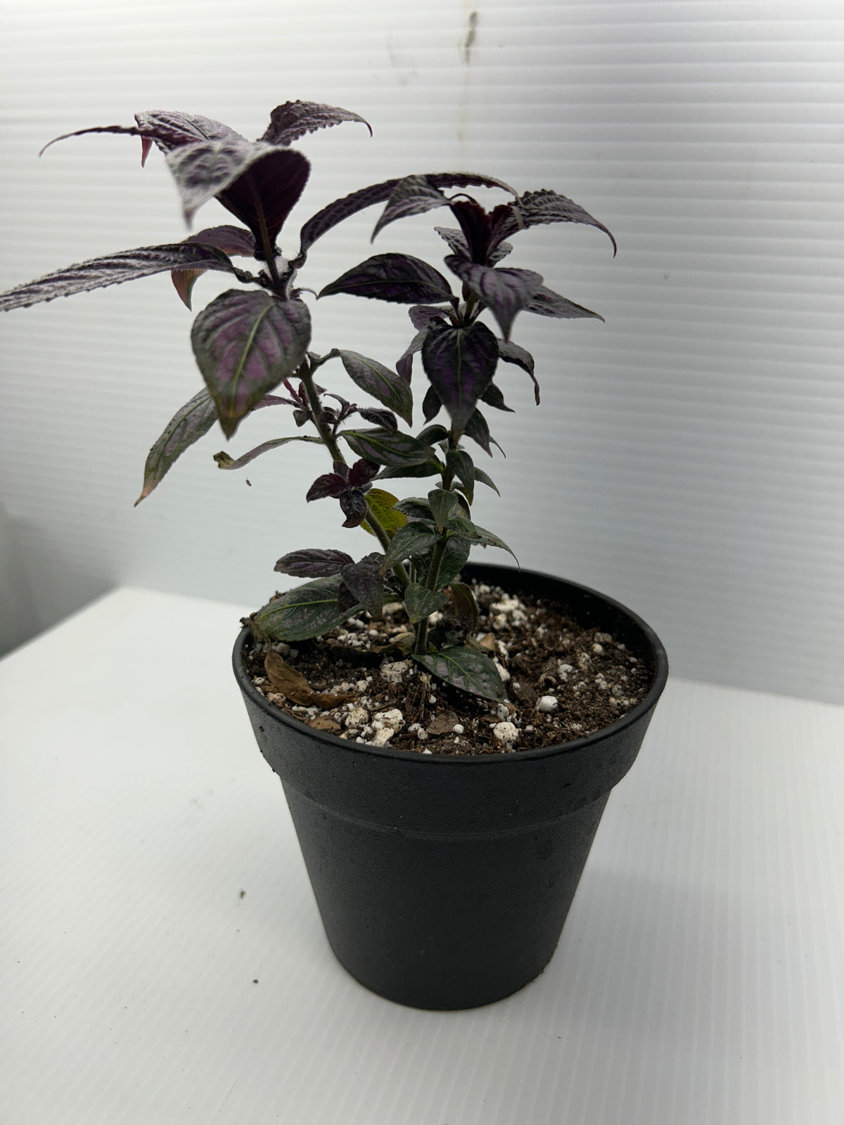 Purple Passion plant with velvety purple leaves climbing upward from a black pot
