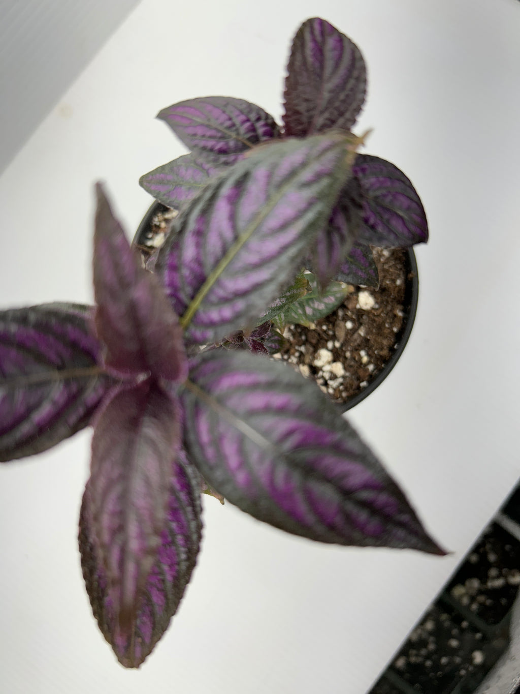 Close-up of a single Purple Passion leaf showing its iridescent purple veining and fine purple hairs