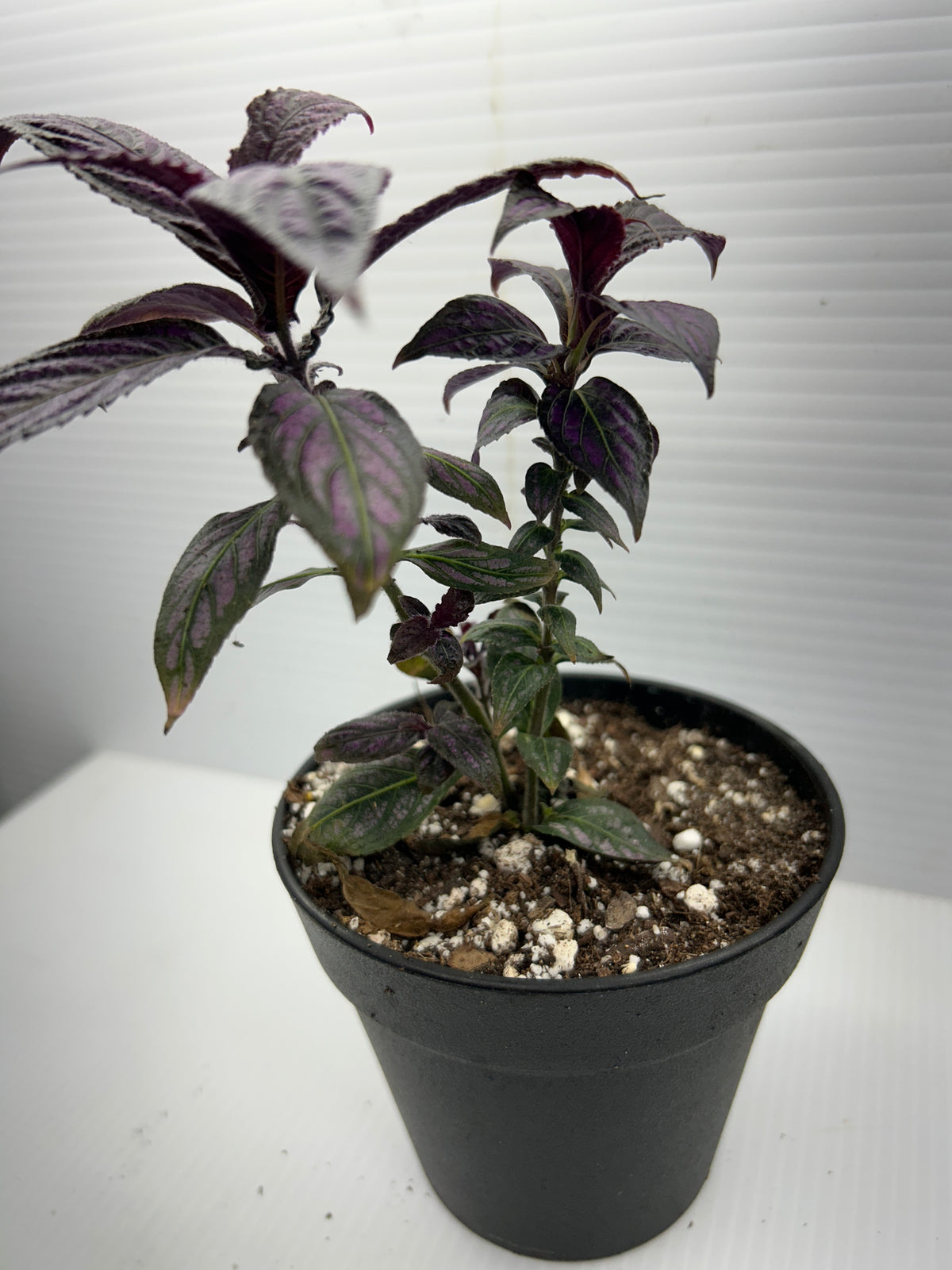 Full view of a Purple Passion plant with deep purple fuzzy foliage in a terracotta-style black pot