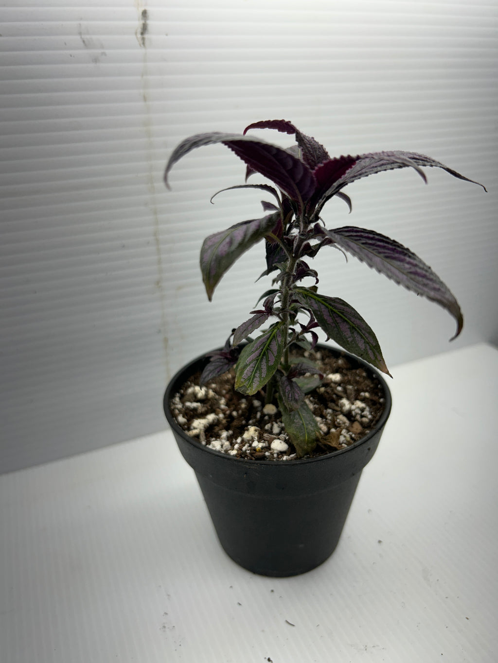 Purple Passion plant with dark purple leaves and reddish stems against a white backdrop