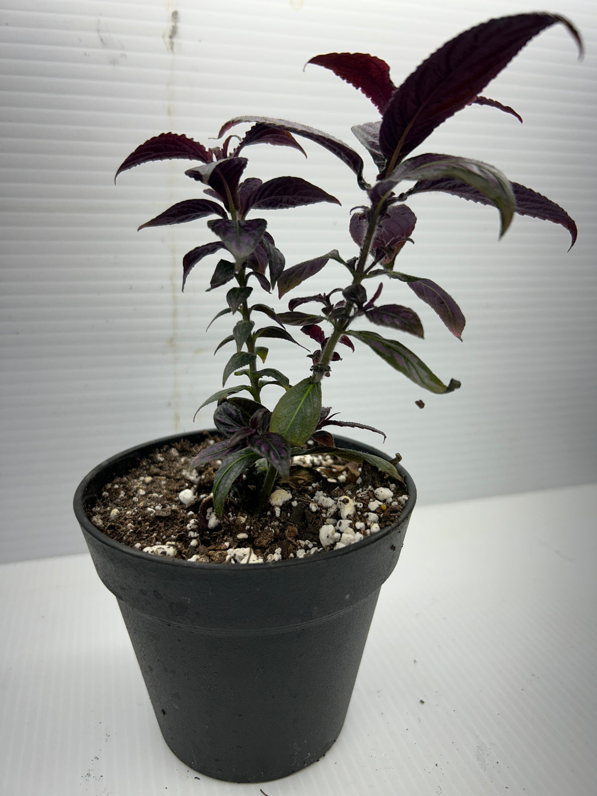 Side view of a Purple Passion plant showing the velvety texture of its purple leaves