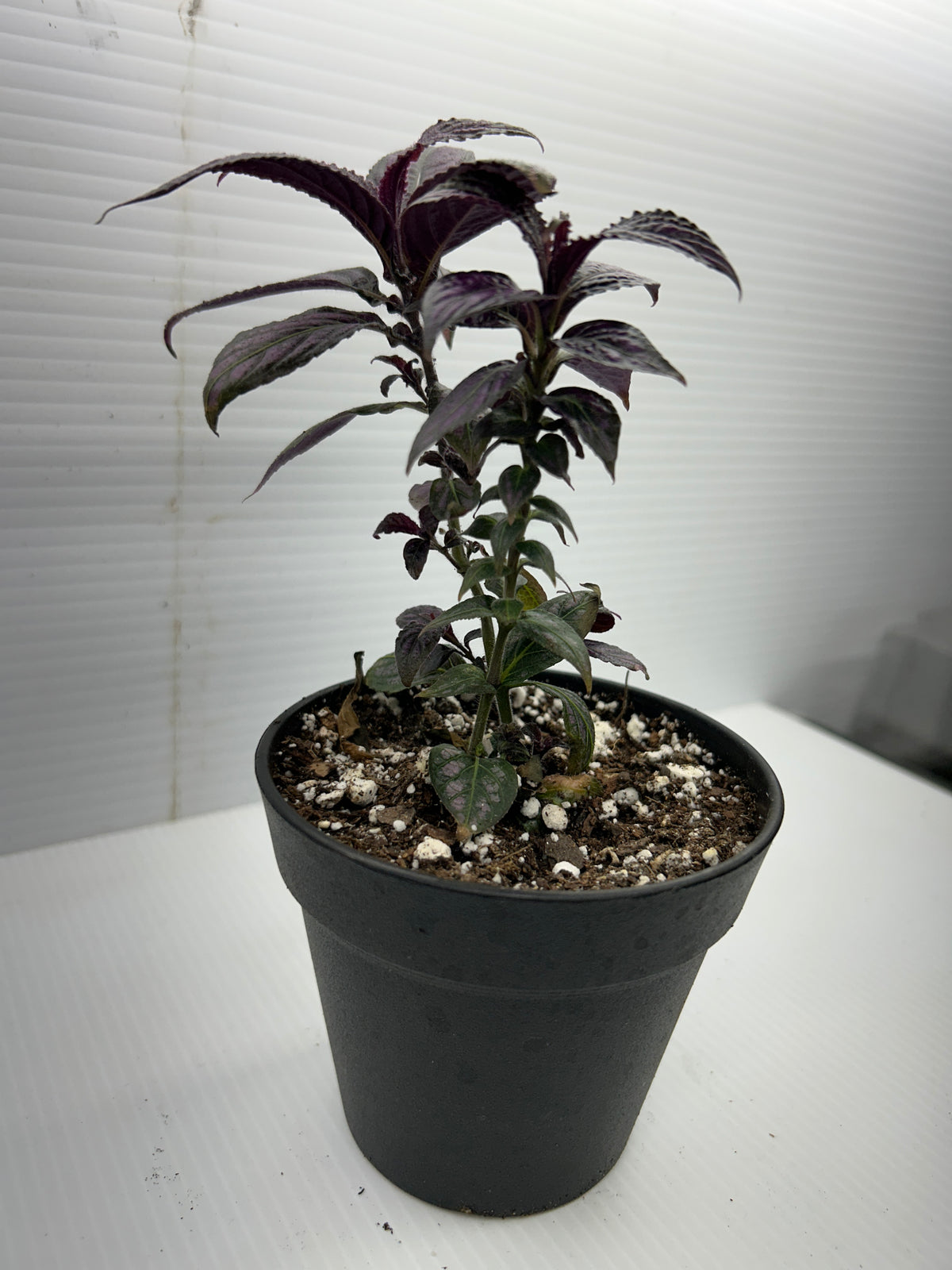 Purple Passion plant in a black nursery pot, showing multiple stems of purple-haired foliage