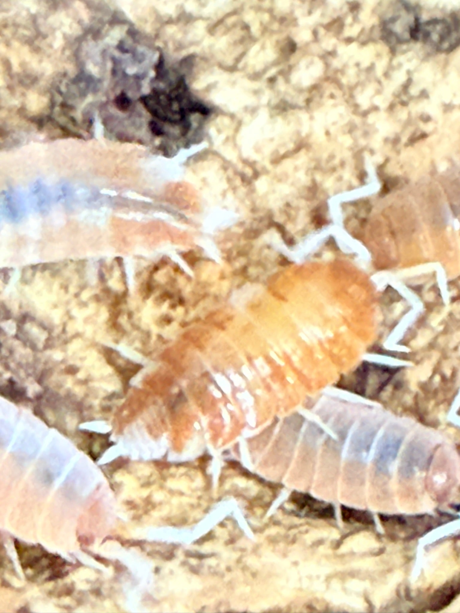  Close-up of red koi isopods showing red and cream pattern